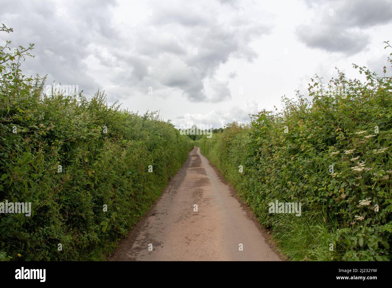 Una corsia deserta diritta Devon campagna con alte siepi su entrambi i lati in una giornata nuvolosa Foto Stock