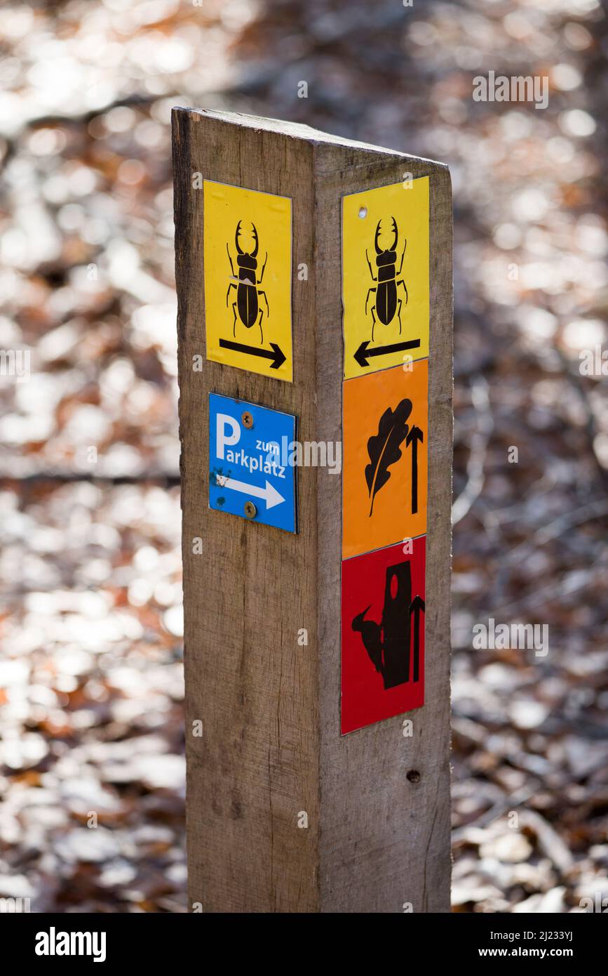 Indicazione su un sentiero escursionistico, foresta primeval Urwald Sababurg, Hofgeismar, Weser Uplands, Weserbergland, Hesse, Germania Foto Stock