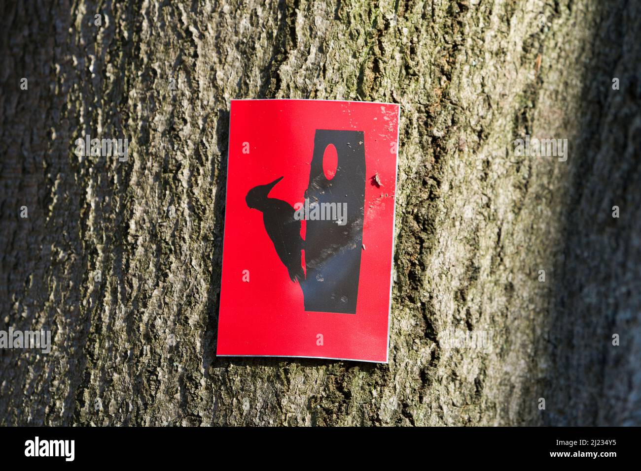 Indicazione su un sentiero escursionistico, foresta primeval Urwald Sababurg, Hofgeismar, Weser Uplands, Weserbergland, Hesse, Germania Foto Stock