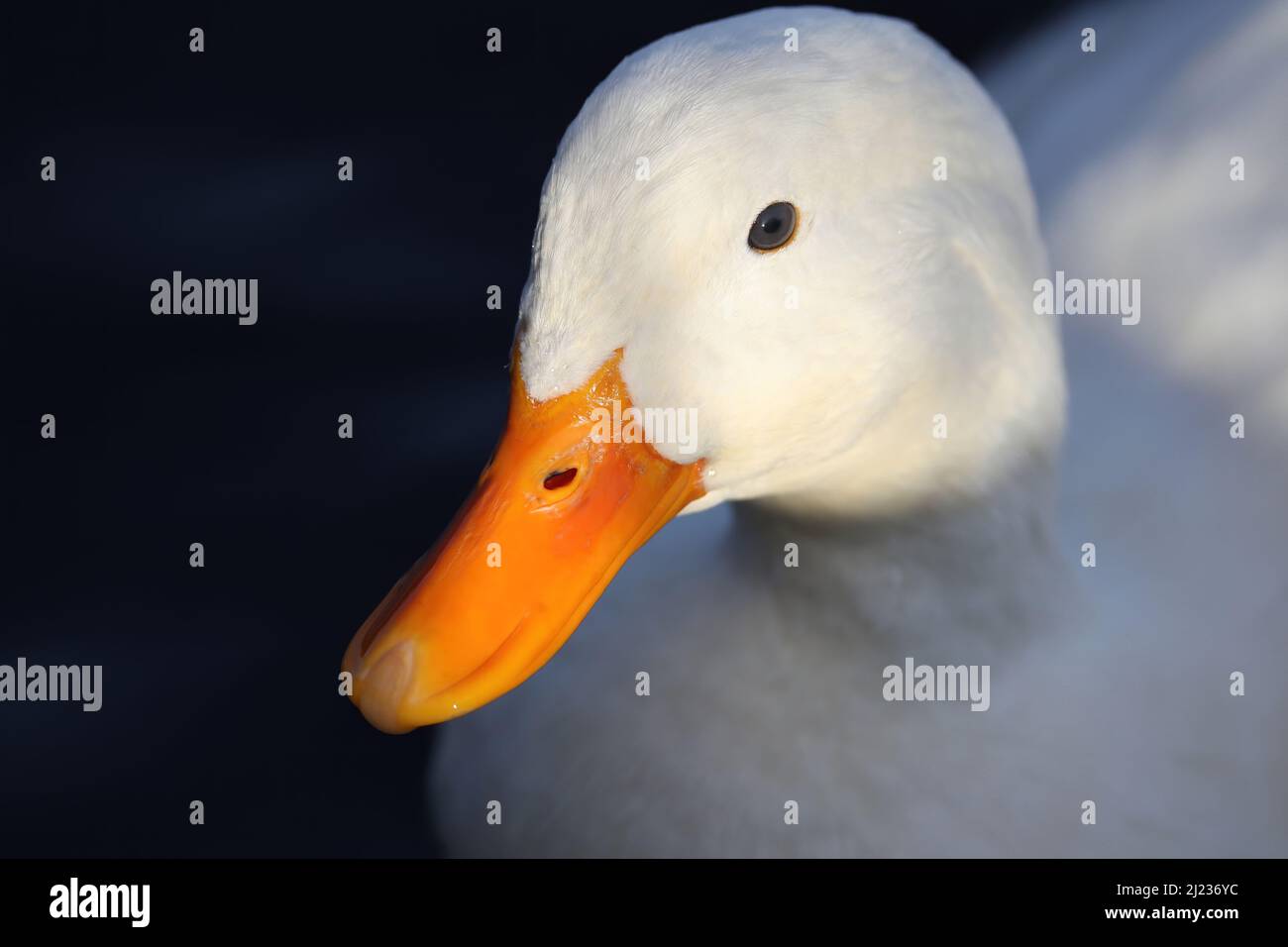 Un profilo di Pekin Duck close up con la testa e la fattura illuminati dalla luce del sole. Foto Stock