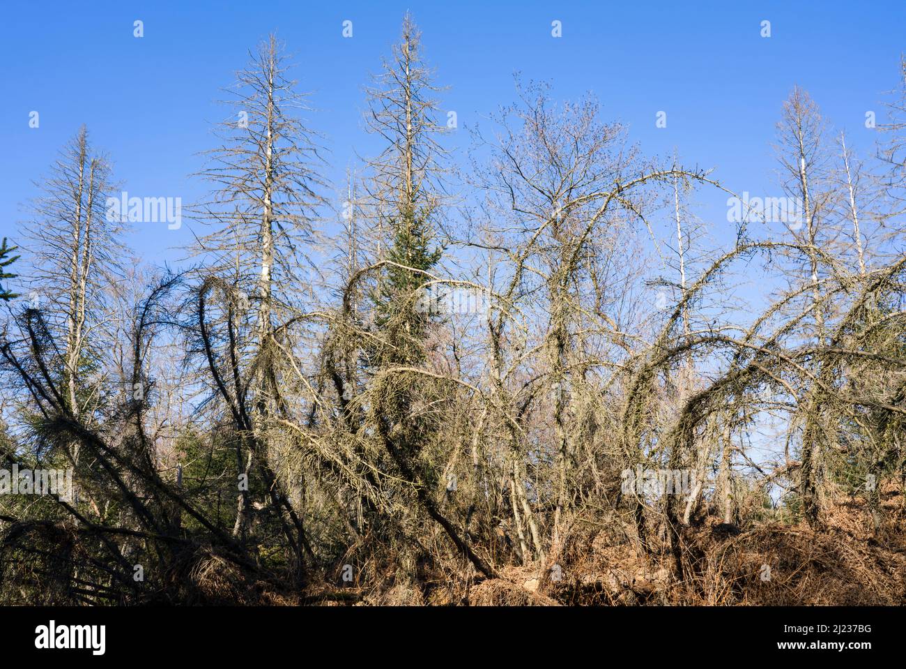 Alberi morti di abete (Picea abies), foresta primeval Urwald Sababurg, Hofgeismar, Weser Uplands, Weserbergland, Hesse, Germania Foto Stock