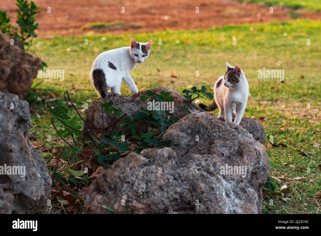 gattini tra i massi al bordo del campo Foto Stock