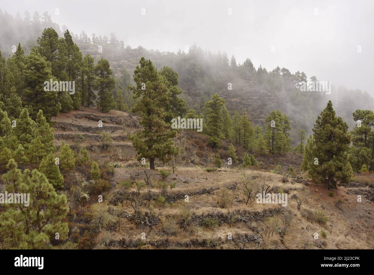 Aride paesaggio vulcanico con pini delle Isole Canarie (Pinus canariensis), nebbia che si forma nelle colline vicino Tijarafe a nord-ovest di la Palma Spagna. Foto Stock