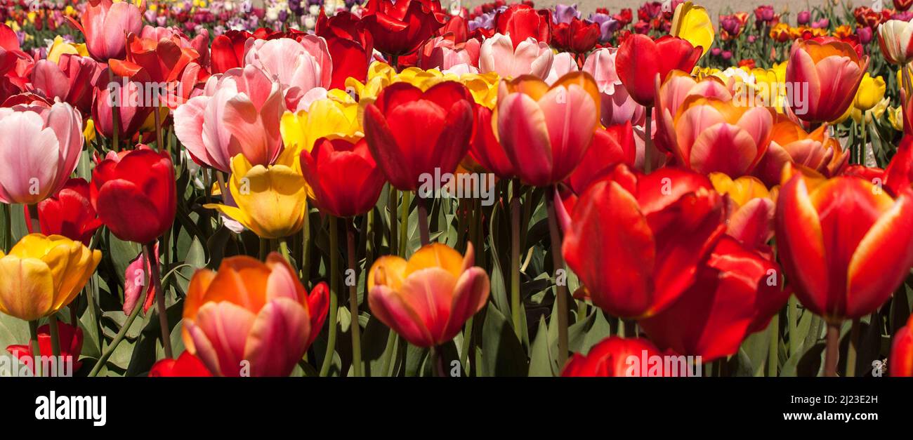 Tulipani misti in Olanda Foto Stock