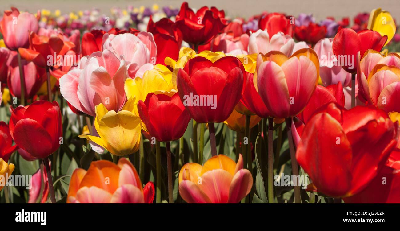 Tulipani misti in Olanda Foto Stock