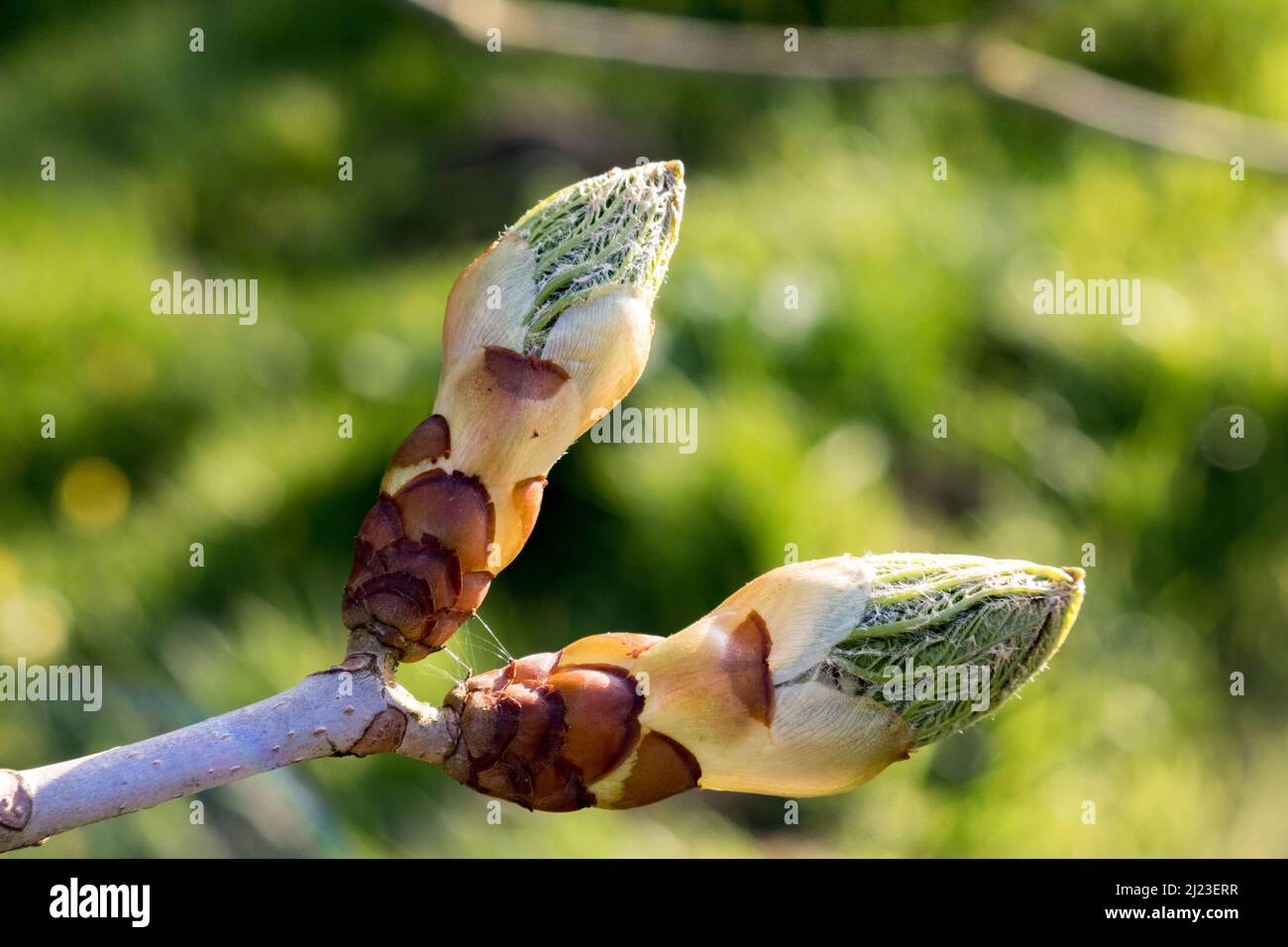 Regno Unito, Inghilterra, Devonshire. Un germoglio appiccicoso dell'albero del cavallo che si apre in primavera. Foto Stock