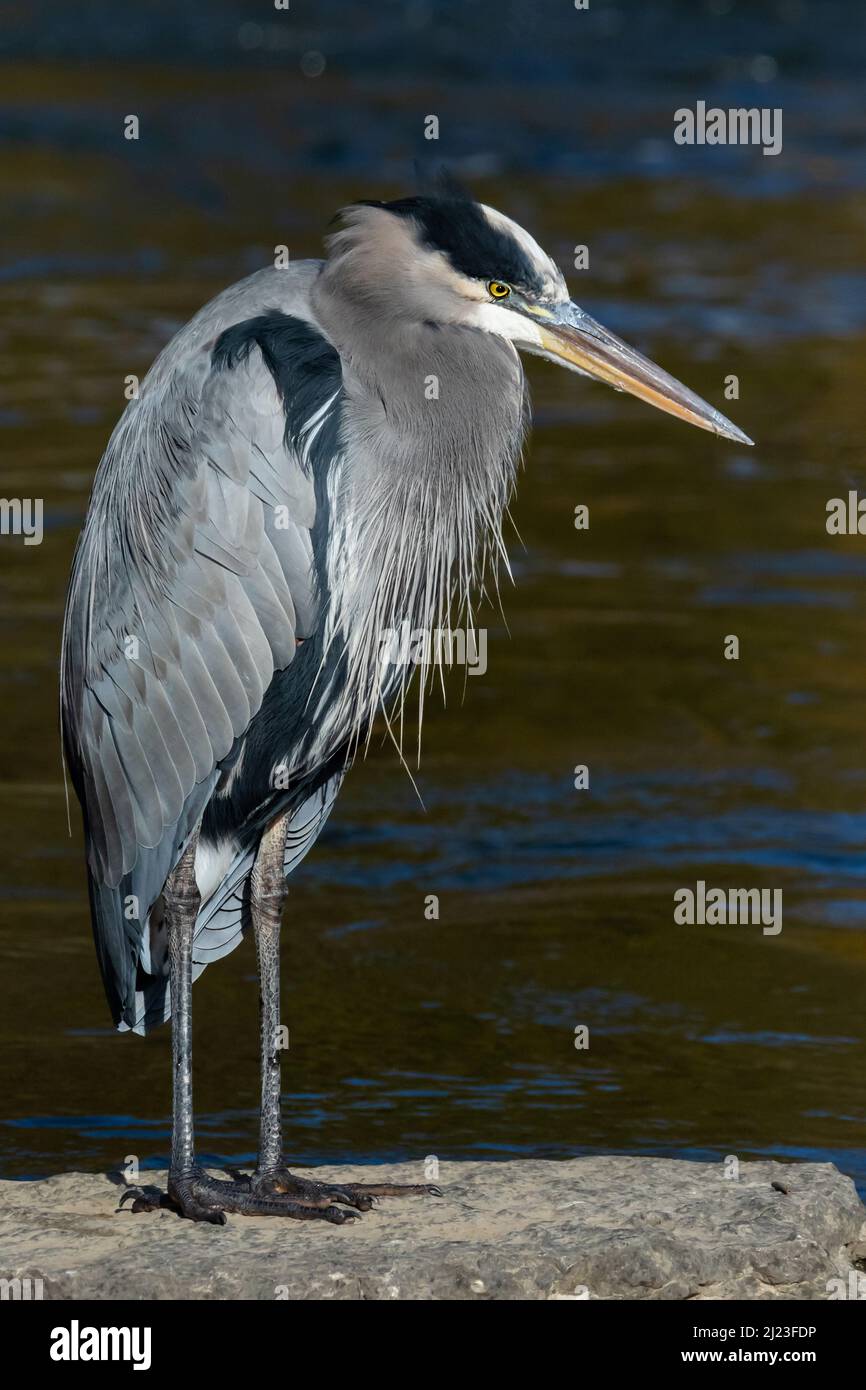 Great Blue Heron in cerca di pranzo a Buck Creek. Snyder Park, Springfield, Ohio, Stati Uniti. Foto Stock