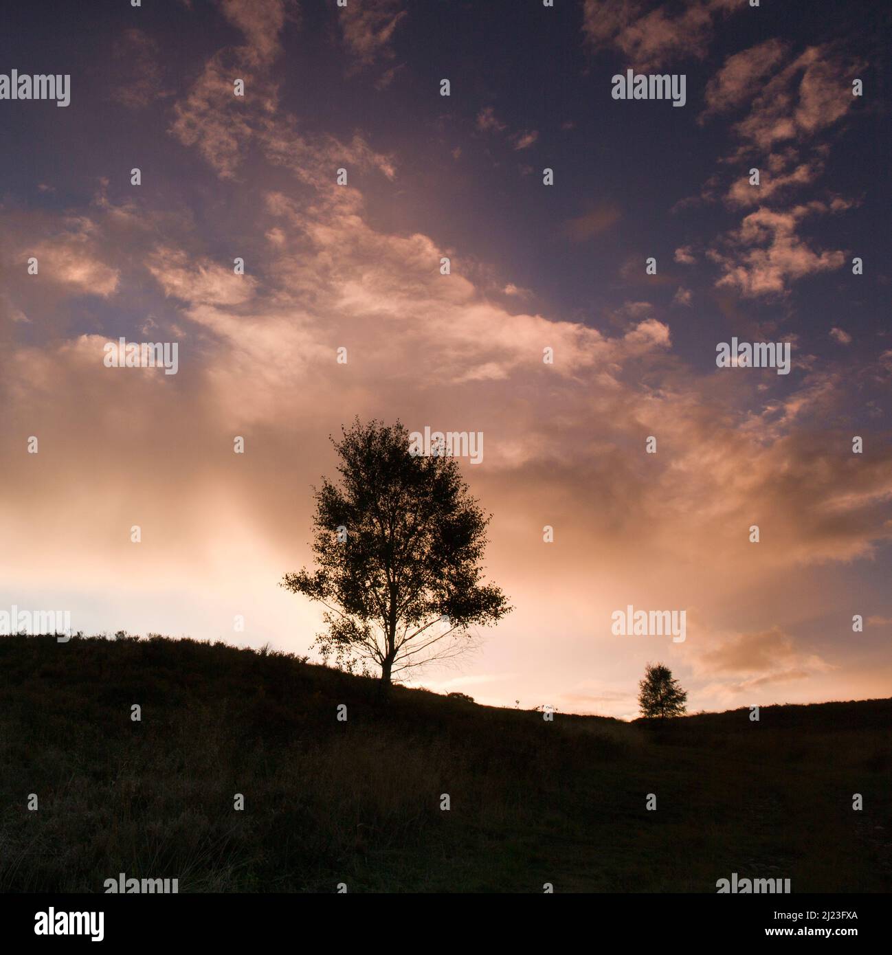 Lone albero sulla silhouette heath al tramonto contro un cielo che si snocciola in autunno Cannock Chase Area of Outstanding Natural Beauty Staffordshire Foto Stock