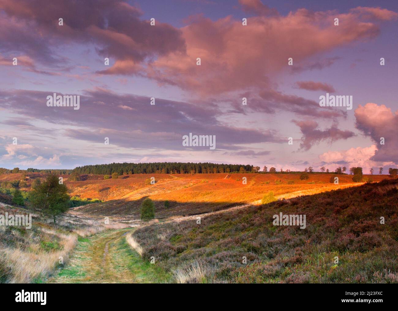 Vista attraverso la brughiera a un cielo drammatico sopra Cherry Tree Slade in autunno Cannock Chase Area of Outstanding Natural Beauty Staffordshire Foto Stock