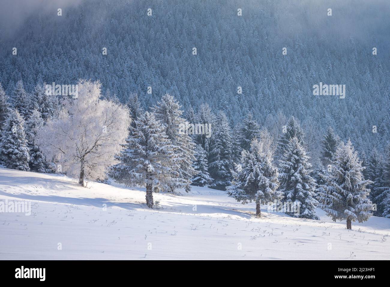 Vista su un paesaggio invernale innevato con alberi ricoperti di ghiaccio. Foto Stock