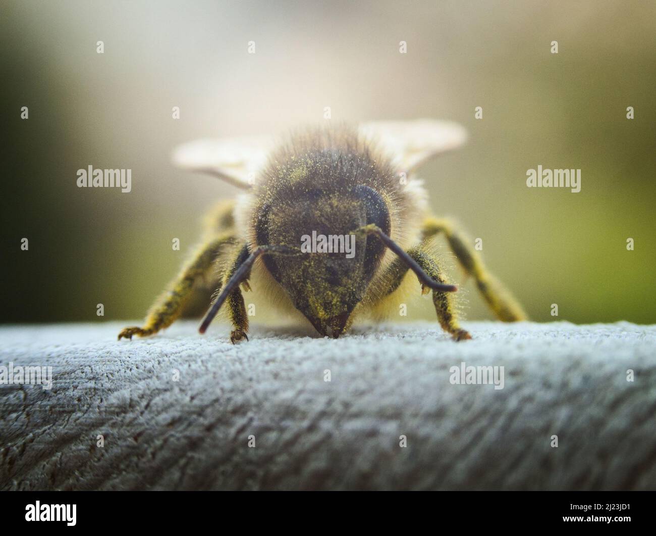 Macro fotografia dell'ape del miele occidentale primaverile (Apis mellifera) che riposa su un cancello di legno, coperto di polline, possibilmente da un dente di leone. REGNO UNITO. Foto Stock