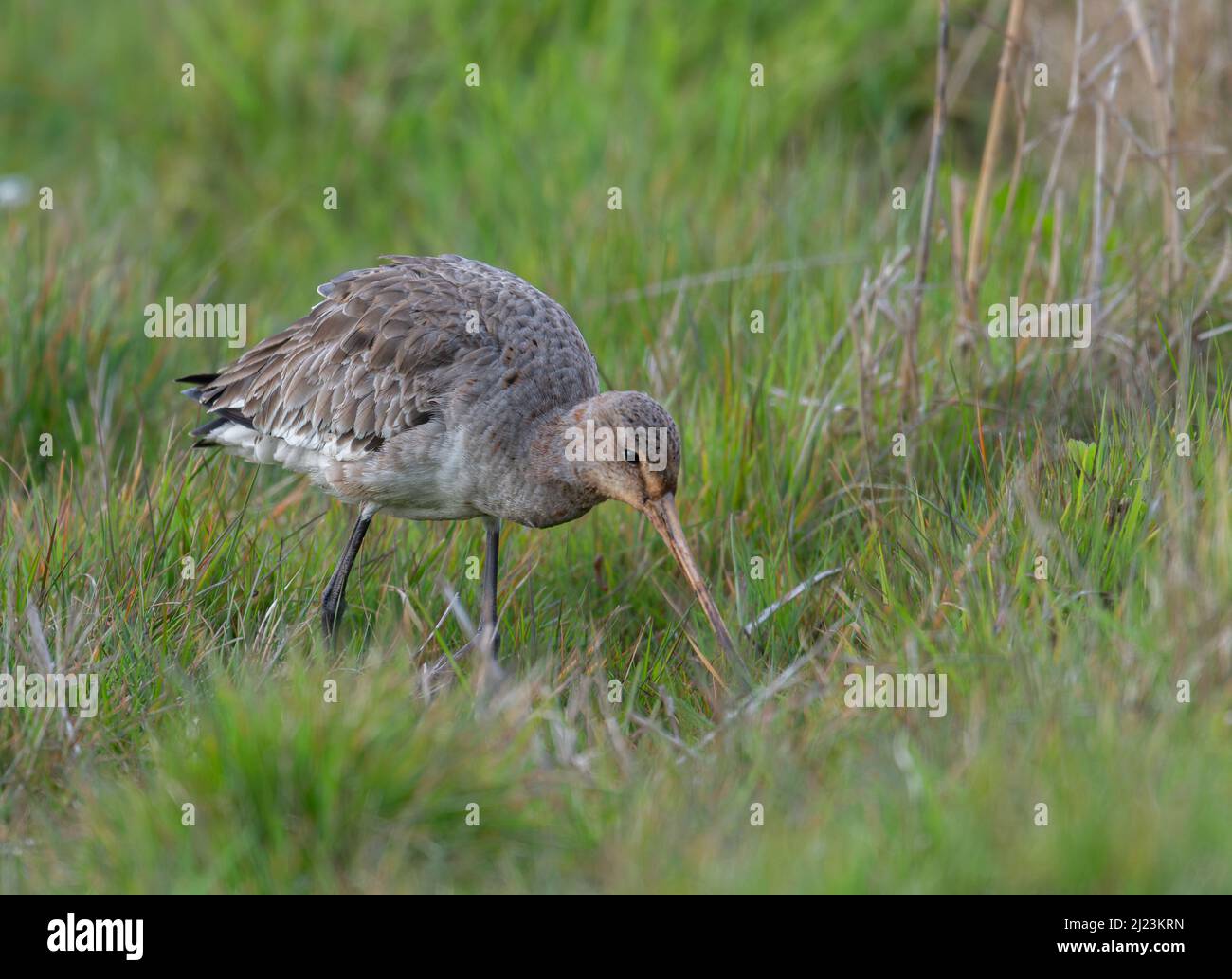 Black Tailed Godwit un uccello di guado alla ricerca di cibo articoli alla riserva costiera di Cley in Norfolk, Regno Unito Foto Stock