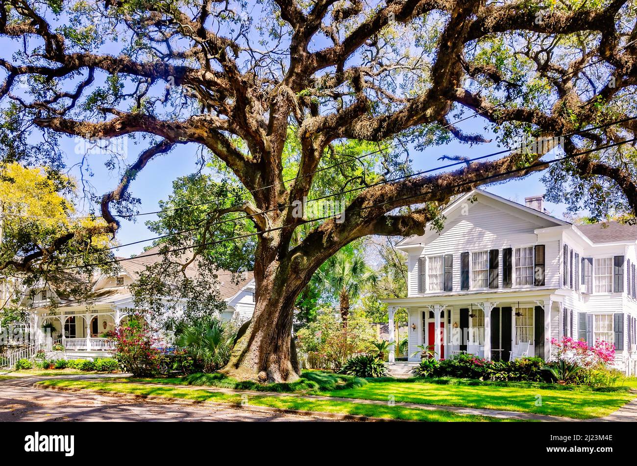 Un albero di quercia vivo si trova di fronte a case storiche nel quartiere storico di Oakleigh Garden, 13 marzo 2021, a Mobile, Alabama. Foto Stock