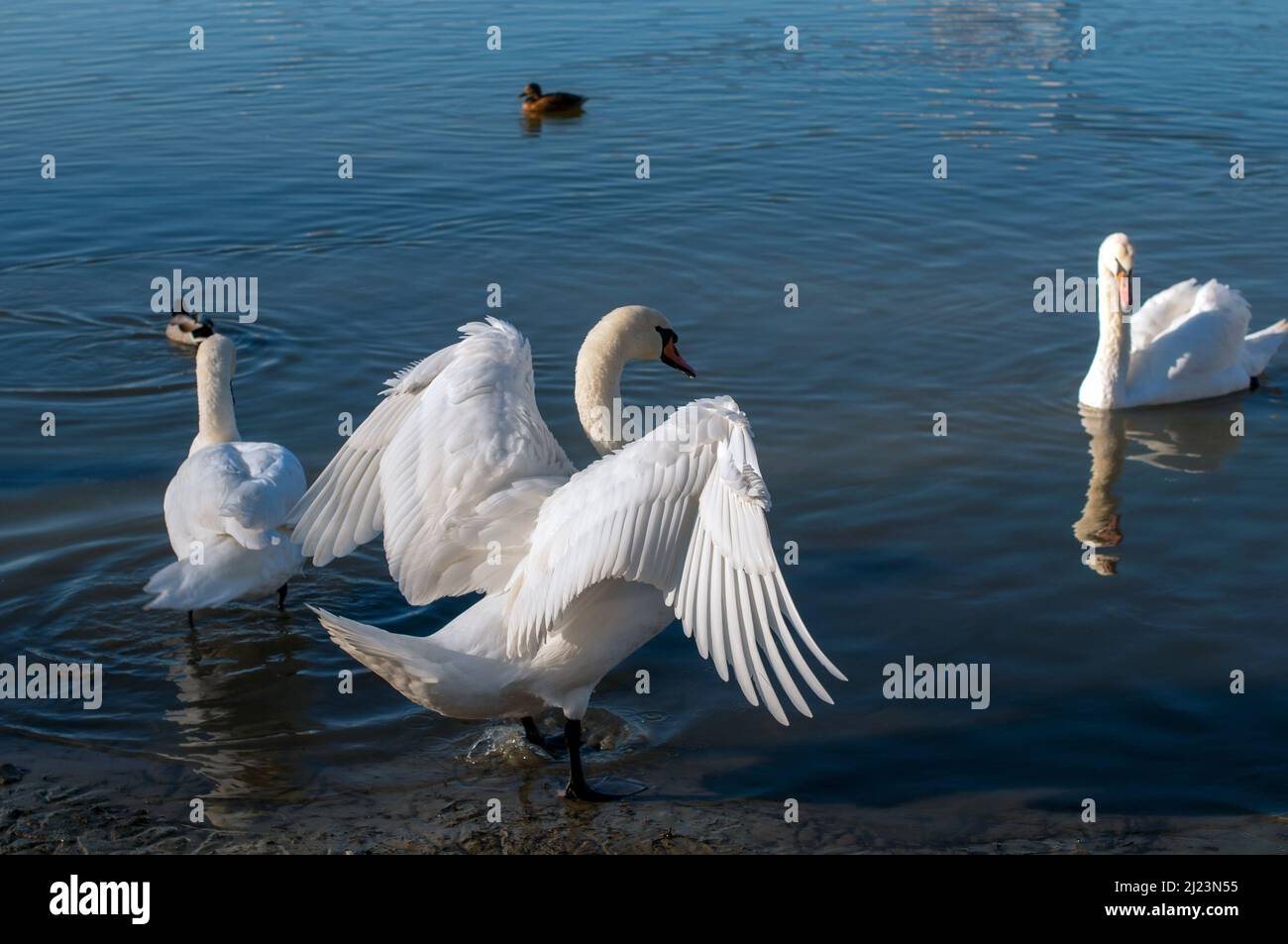 il cigno stende le sue ali sulla riva del lago sotto il sole luminoso Foto Stock