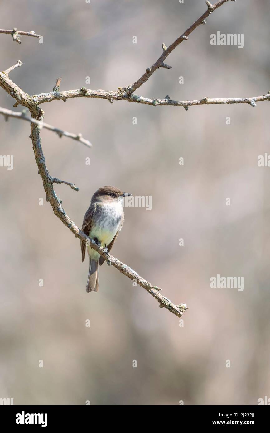 Eastern phoebe (Sayornis phoebe) che si aggirano su un ramo di albero. Chesapeake e l'Ohio Canal National Historical Park. Maryland. USA Foto Stock