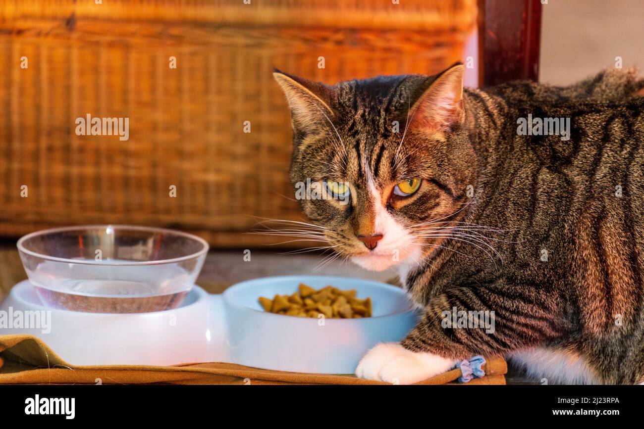 Gatto guardando in su dalla ciotola del cibo a metà pasto Foto Stock