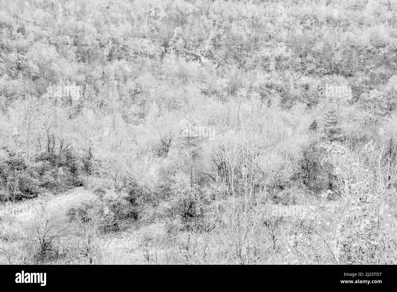 Sfondo artistico del paesaggio forestale, vista dall'alto. Corone di alberi. Struttura forestale per poster, calendario, post, screensaver, carta da parati, cartolina, banner, copertina Foto Stock