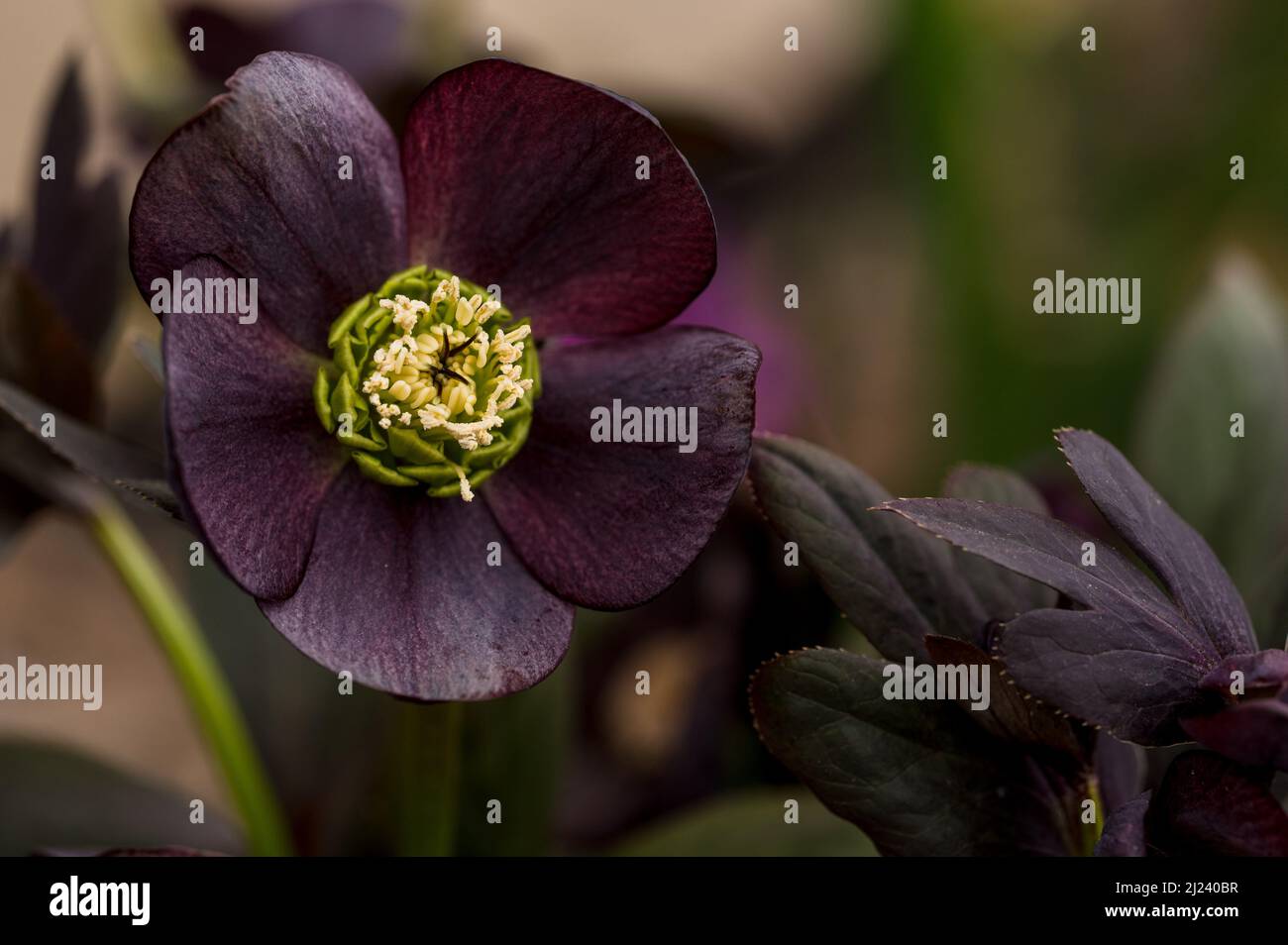 Da vicino fiore nero di Hellebore con foglie nere di borgogna Foto Stock