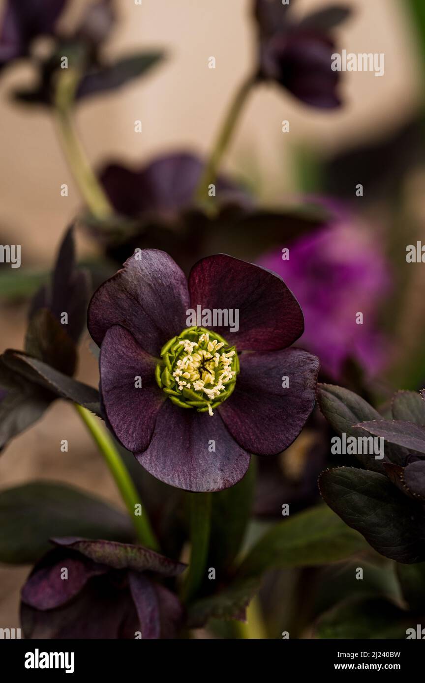 Fiore nero di Hellebore con sfondo sfocato nel giardino di primavera Foto Stock