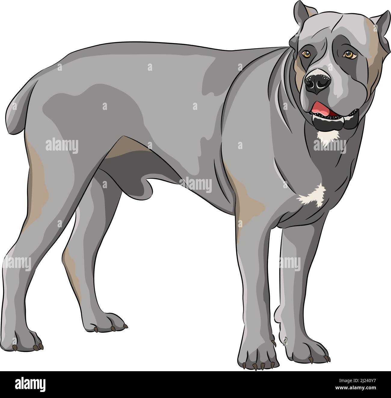 Cane grande cane cane corso di colore grigio in rack. Illustrazione vettoriale. Illustrazione Vettoriale