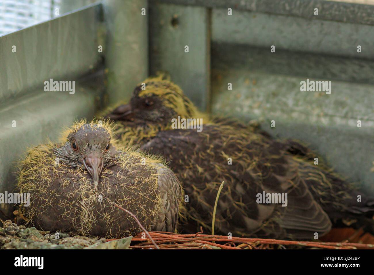 Primo piano di due squab di piccione nel nido. Columba livia domestica. Piccioni del bambino nel nido in attesa del cibo dalla loro madre. In movimento Foto Stock