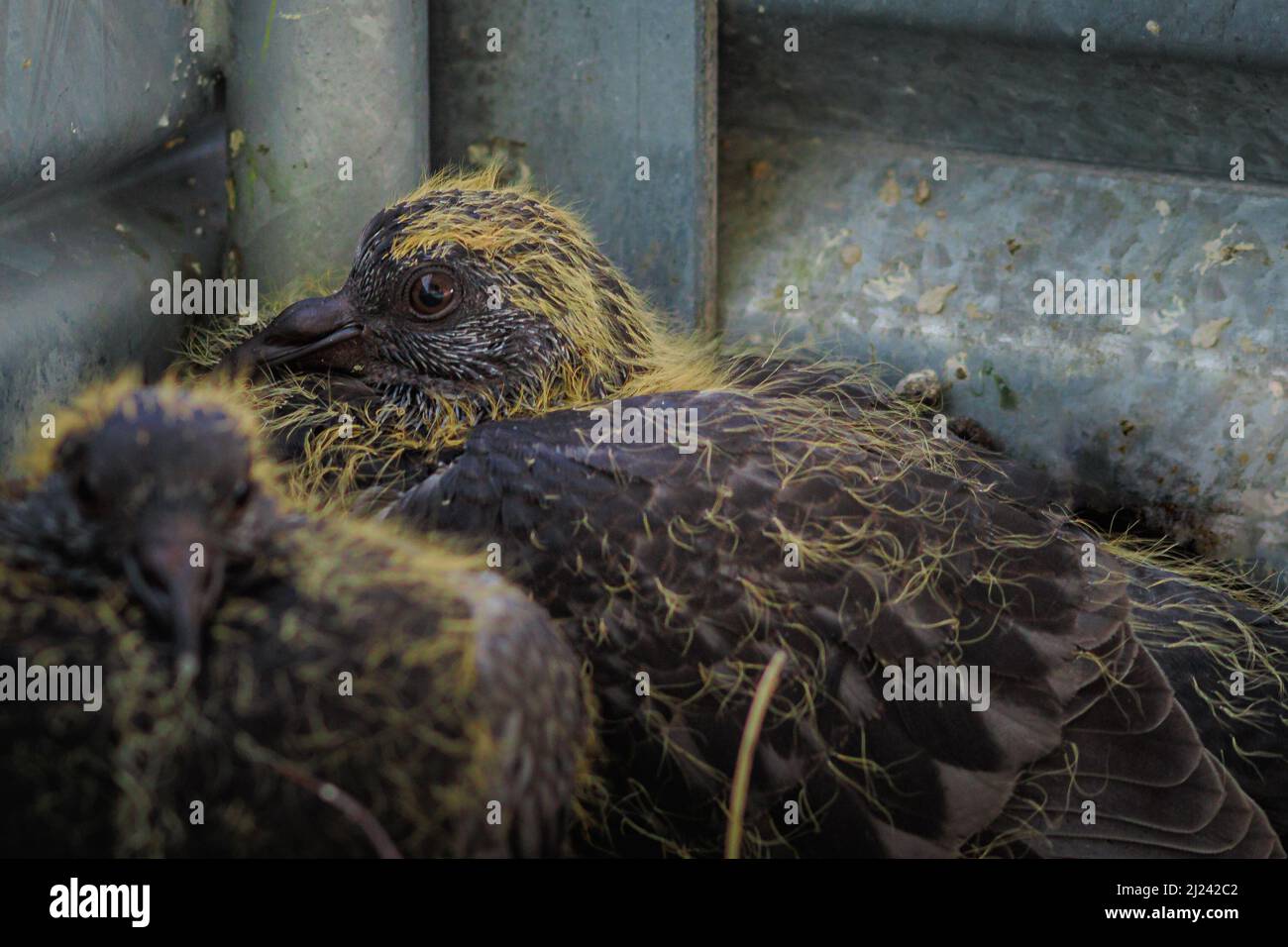 Primo piano di due squab di piccione nel nido. Columba livia domestica. Piccioni del bambino nel nido in attesa del cibo dalla loro madre. In movimento Foto Stock