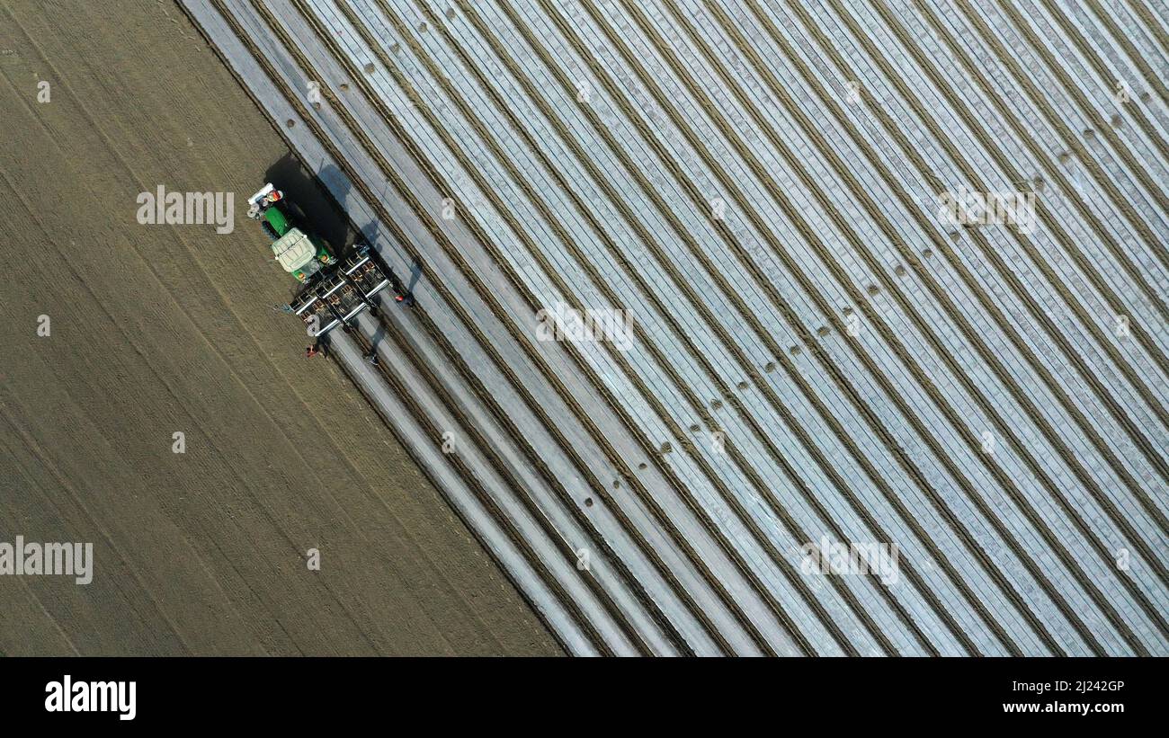 BAZHOU, CINA - 29 MARZO 2022 - Aerial photo scattata il 29 marzo 2022 mostra un coltivatore di cotone che pianta cotone in un campo di cotone a Bazhou, Xinjiang Prov Foto Stock