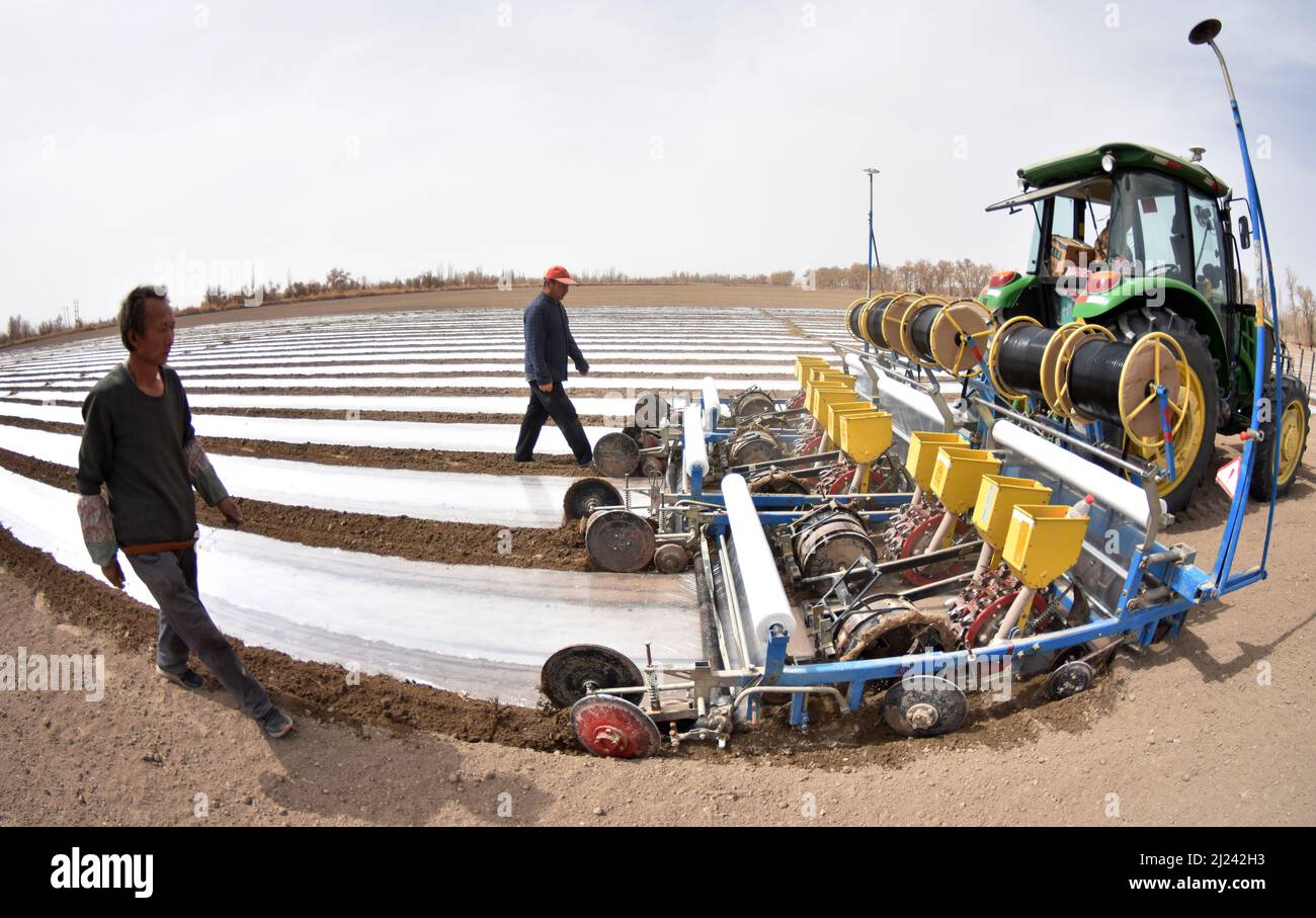 BAZHOU, CINA - 29 MARZO 2022 - Foto scattata il 29 marzo 2022 mostra un coltivatore di cotone che pianta il cotone in un campo di cotone in Bazhou, provincia di Xinjiang, C. Foto Stock