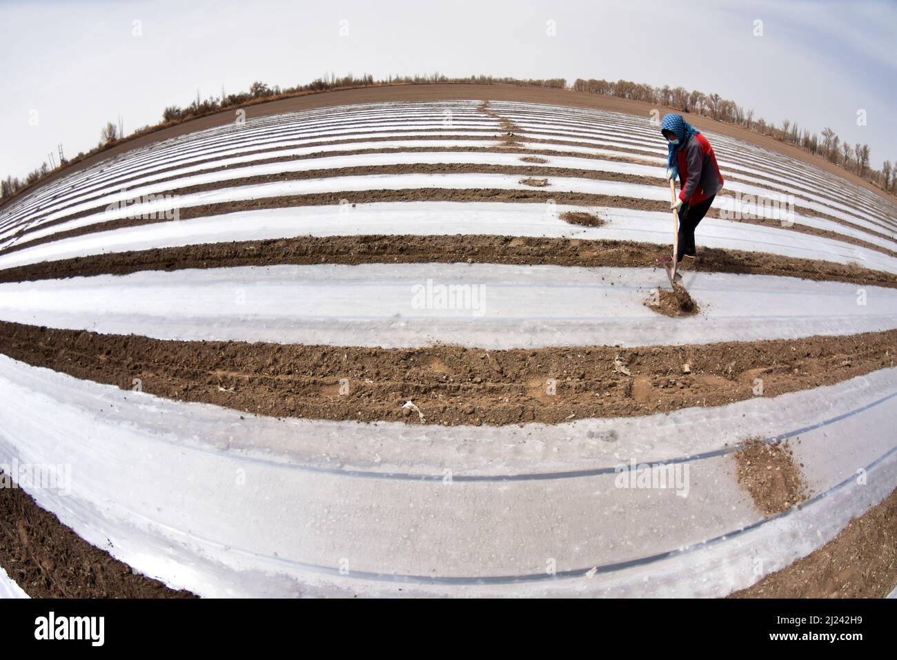 BAZHOU, CINA - 29 MARZO 2022 - Foto scattata il 29 marzo 2022 mostra un coltivatore di cotone che pianta il cotone in un campo di cotone in Bazhou, provincia di Xinjiang, C. Foto Stock