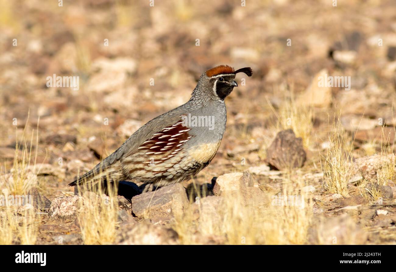 Gambals quail nel deserto dell'arizona Foto Stock