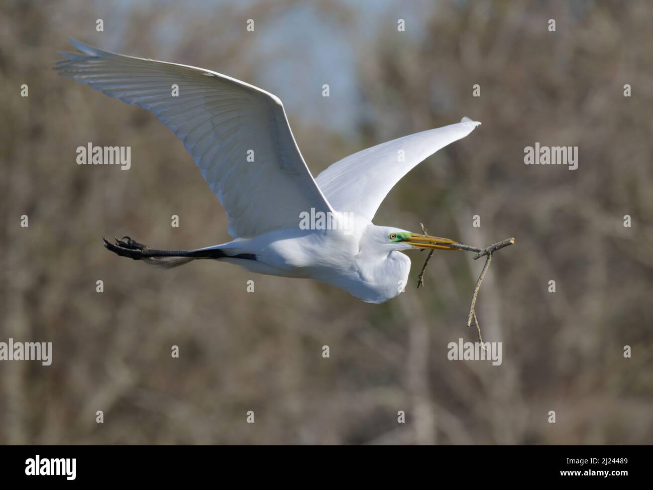 Grande egret (Ardea alba) volare con un bastone per costruire un nido, Brazoria contea, Texas, Stati Uniti. Foto Stock