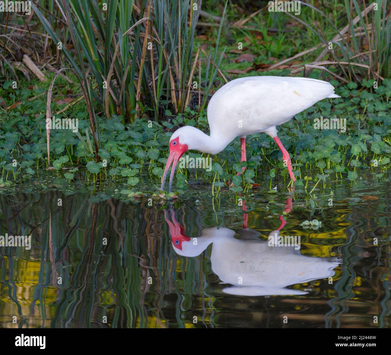 American White ibis (Eudocimus albus) nutrire in un lago forestale, Brazos Bend state Park, Needville, Texas, USA. Foto Stock