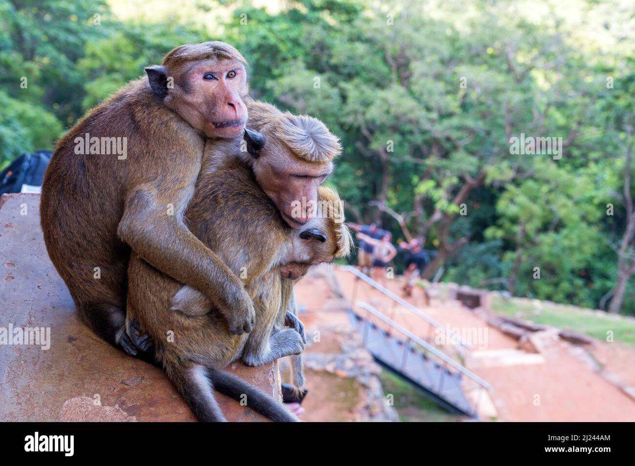 Famiglia di Sri-Lankan toque macaque o Macaca sinica Foto Stock
