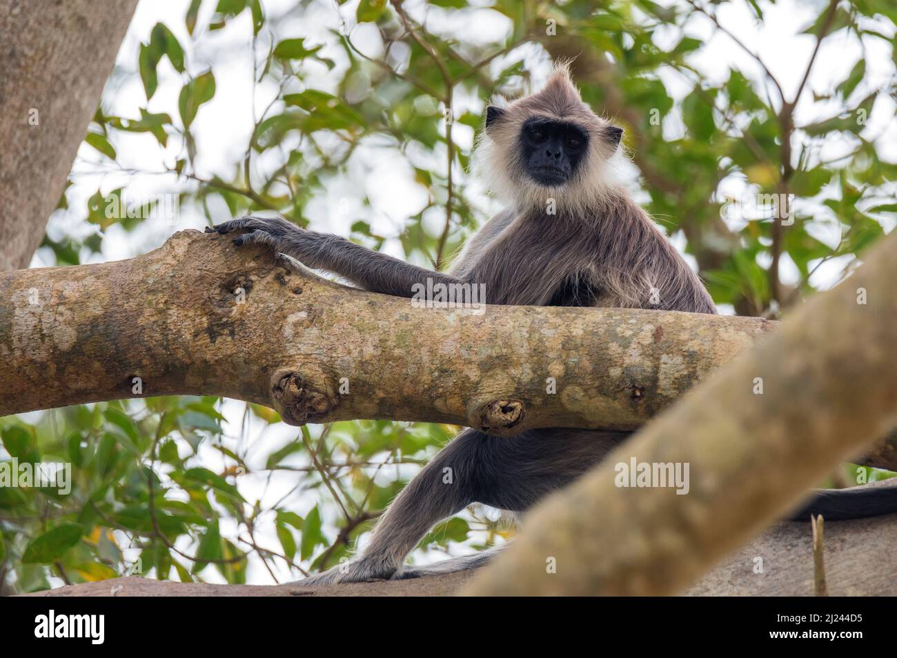 Langur grigio o Semnopithecus priam thersites seduta su albero in Sri Lanka Foto Stock