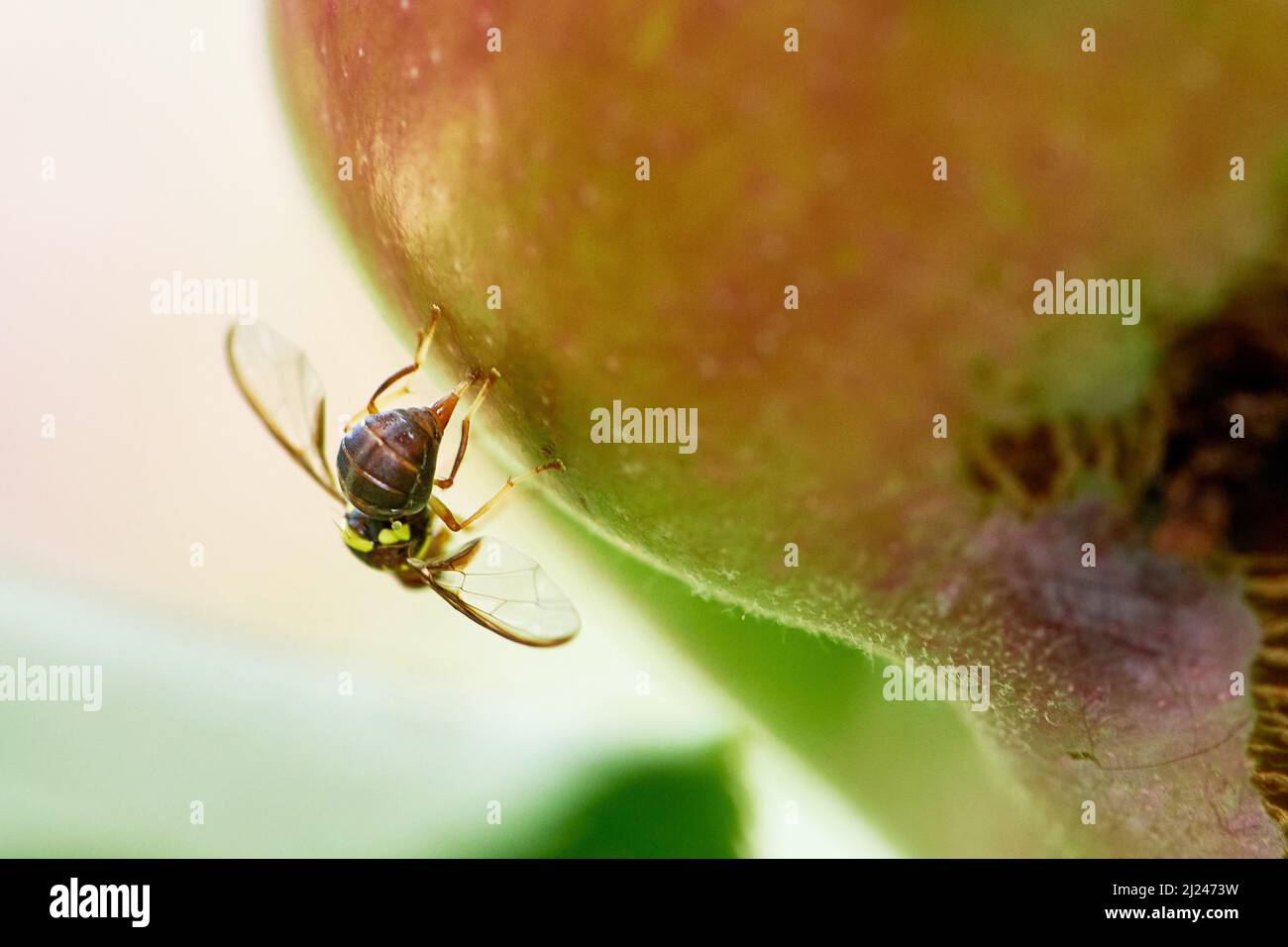 Bactrocera Tryoni o femmina Queensland Fruit Fly, pungendo e mela, Mildura, Victoria, Australia. Foto Stock