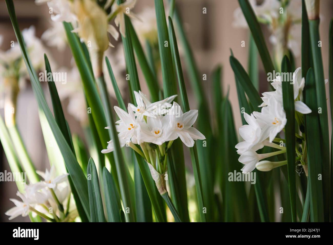 Scene primaverili intorno a Lower Manhattan, New York City. Foto Stock