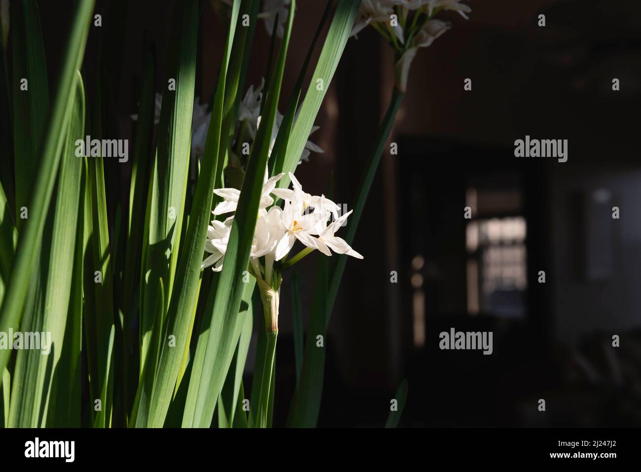 Scene primaverili intorno a Lower Manhattan, New York City. Foto Stock