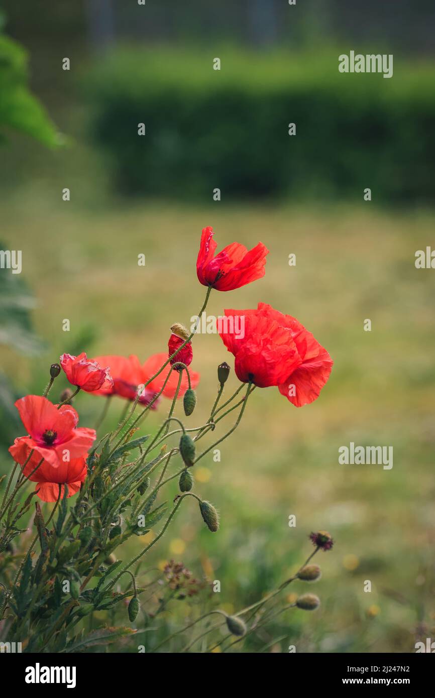 Bellissimo fiore girato con uno sfondo sfocato. Papaveri rossi in paesaggio verde. Foto in profondità di campo poco profonda. Foto Stock