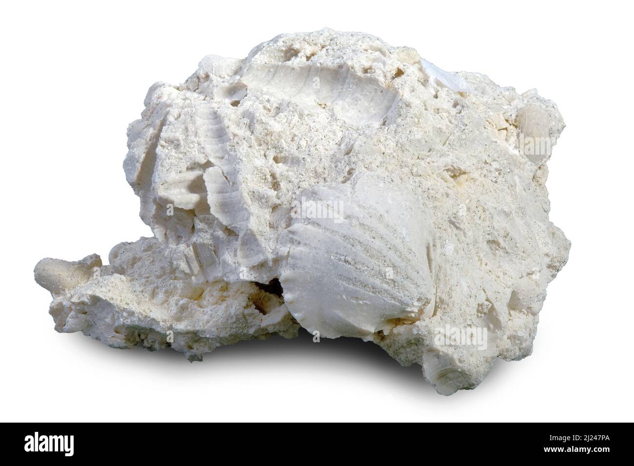 Fossiliferi calcare (roccia sedimentaria) Foto Stock