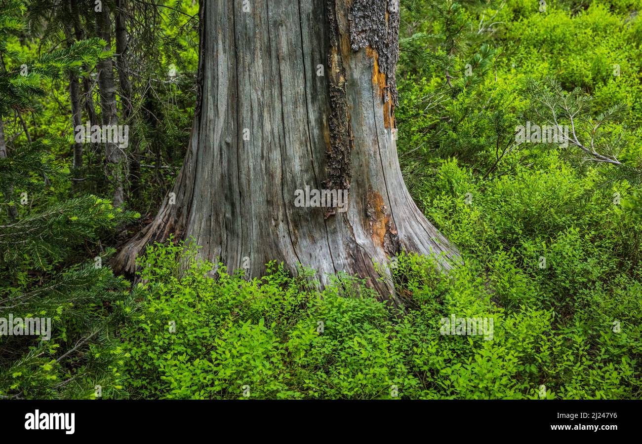 Un vecchio tronco di albero circondato da una bella coperta verde di terra nelle montagne pazzeggianti del Montana, Stati Uniti. Foto Stock