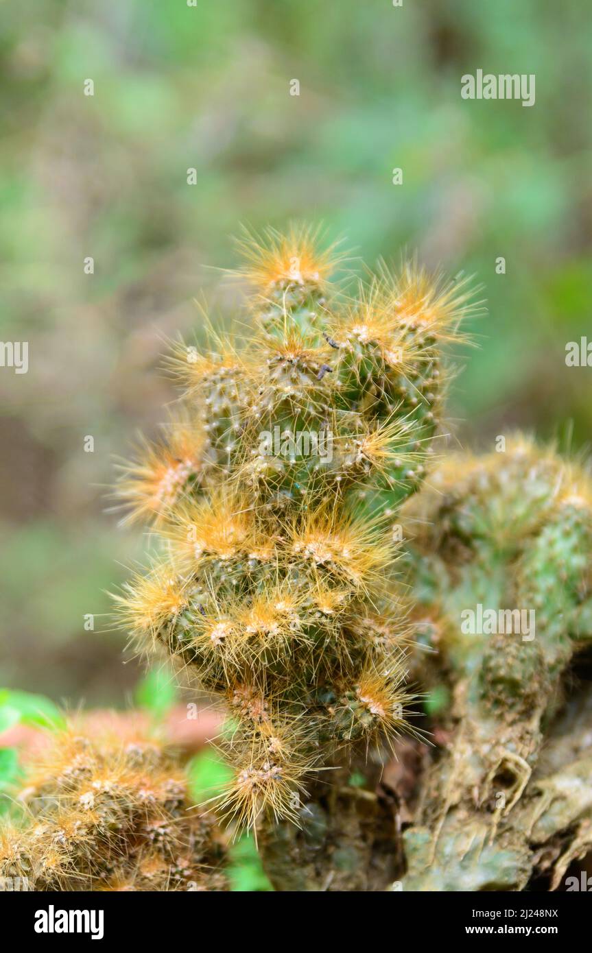 cactus re di rame, mammalaillaria allungata, di forma cilindrica con copertura di spine copperiche, piccolo grappolo denso Foto Stock