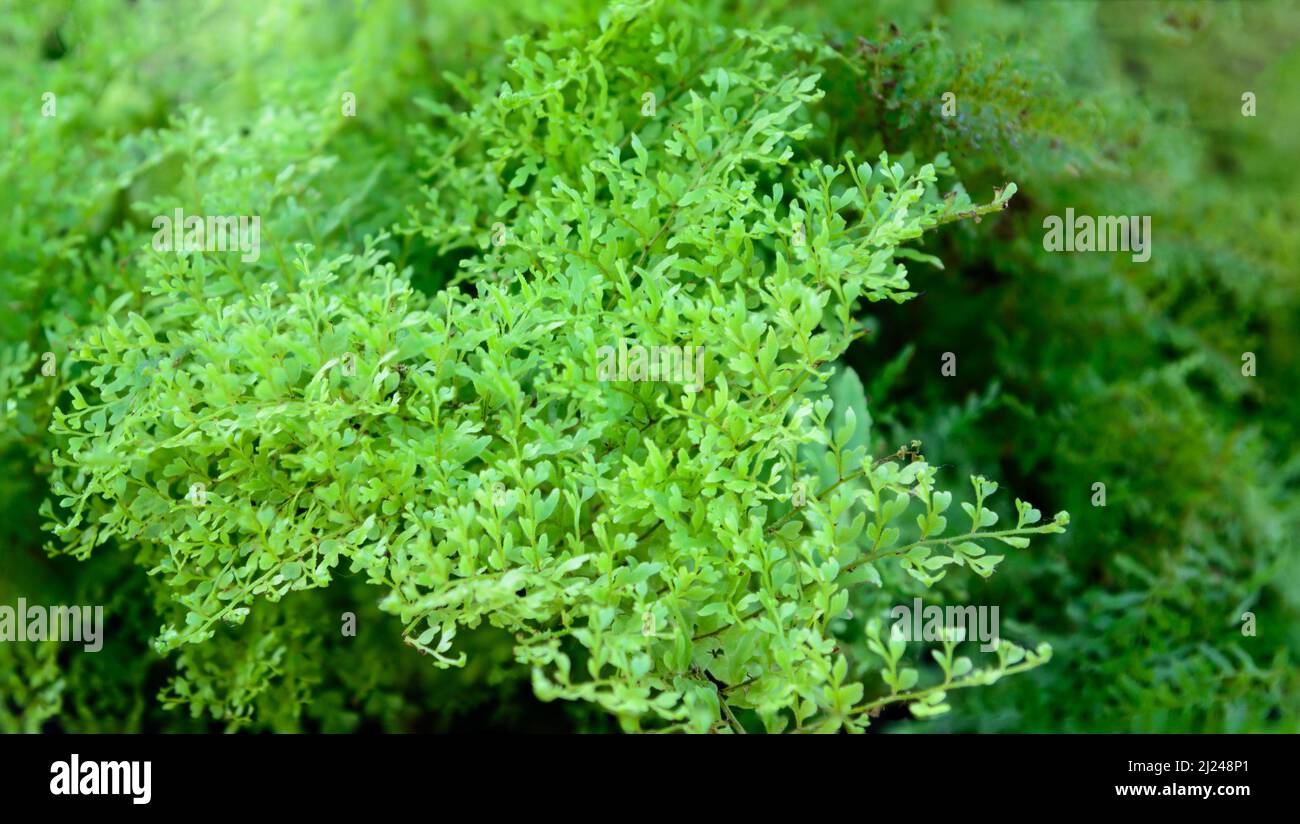 foglie verdi tropicali piccole astratte, carta da parati fogliame o sfondo per la progettazione, vista closeup di naturale vibrante texture sfondo, profondità poco profonda o Foto Stock