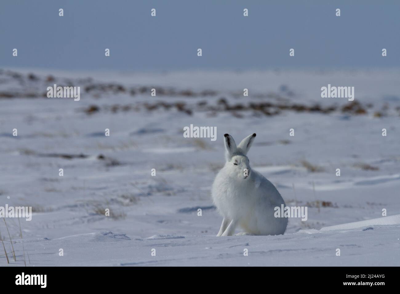 Lepre artica, Lepus arcticus, seduto sulla neve con le orecchie rivolte verso l'alto e fissando dritto alla macchina fotografica, Nunavut Canada Foto Stock