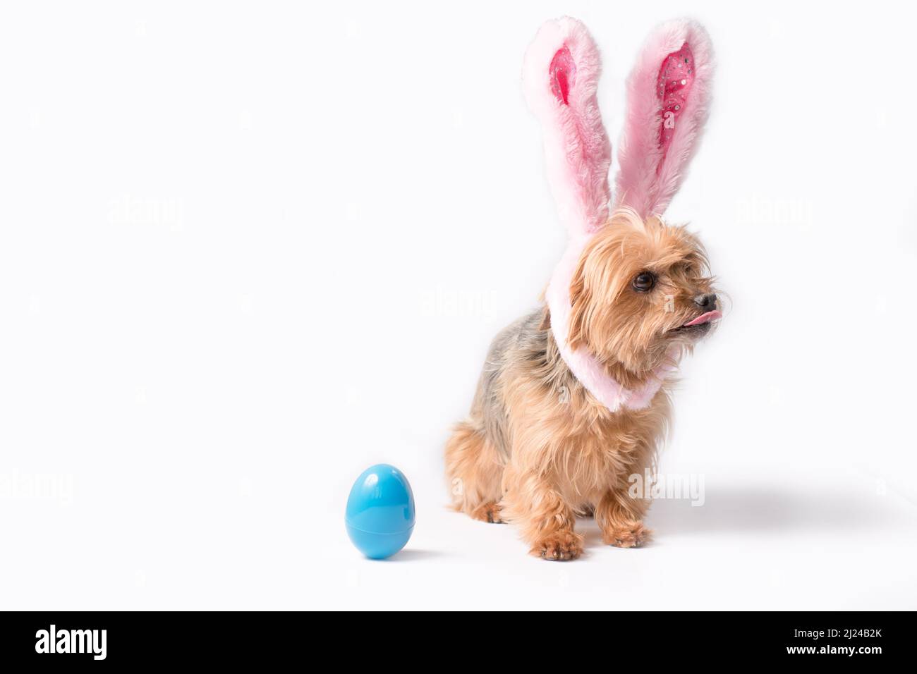 Cane cucciolo con orecchie di coniglio seduto accanto all'uovo di Pasqua blu Foto Stock