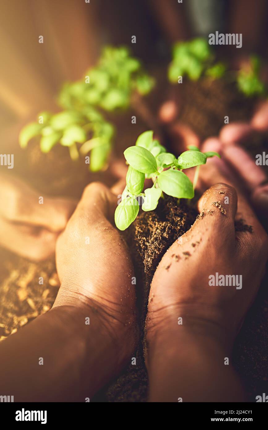 La protezione del futuro è nelle nostre mani. Closeup shot di un gruppo di persone irriconoscibili che tengono piante che crescono dal suolo. Foto Stock