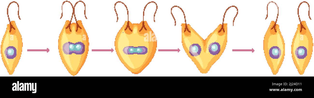 Illustrazione del diagramma di frammentazione della riproduzione asessuale Illustrazione Vettoriale