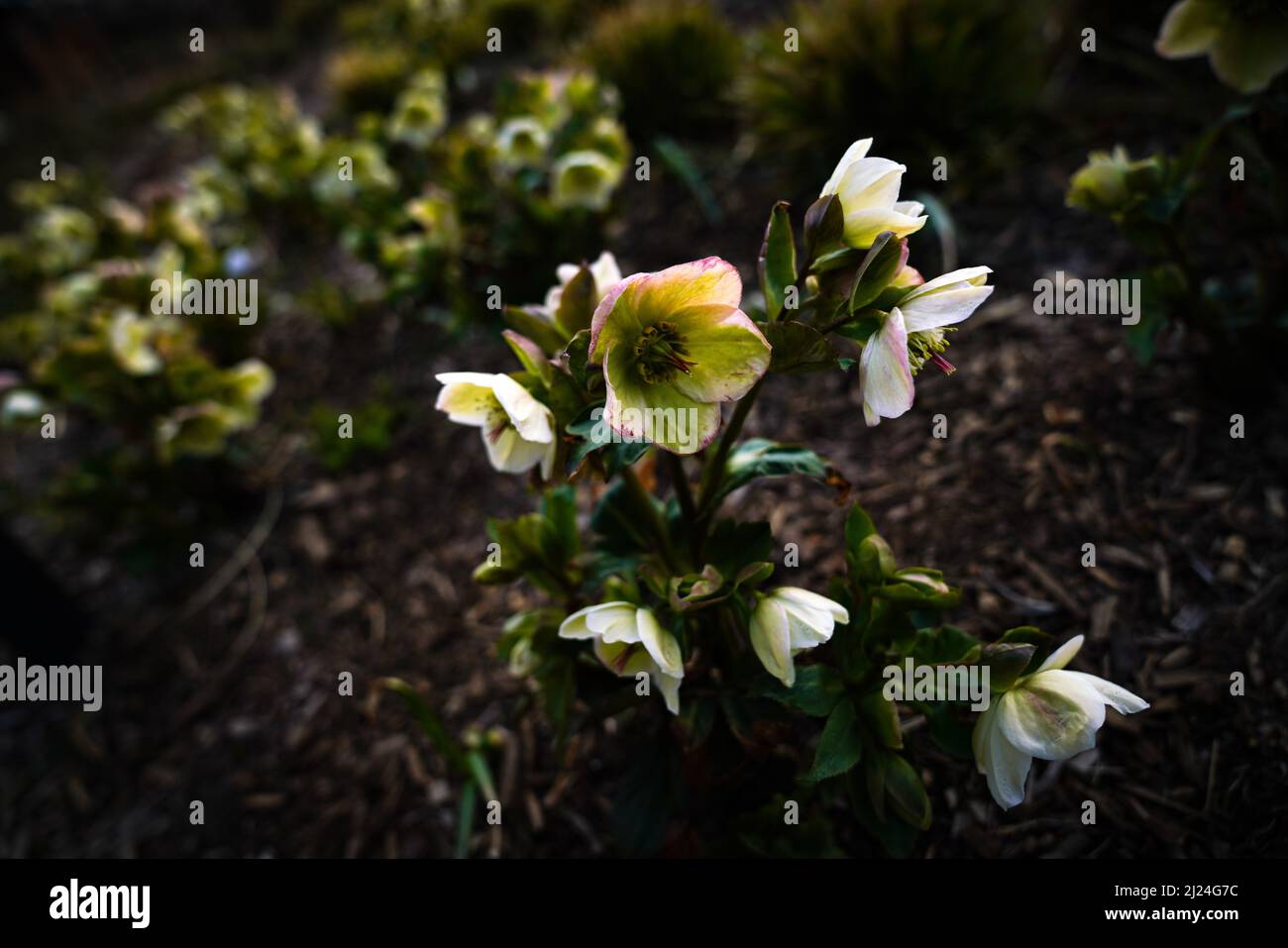 Little Island Park situato su strutture in cemento a forma di vaso, o tulipani, sommersi nel fiume Hudson, Pier 55, New York City. Foto Stock