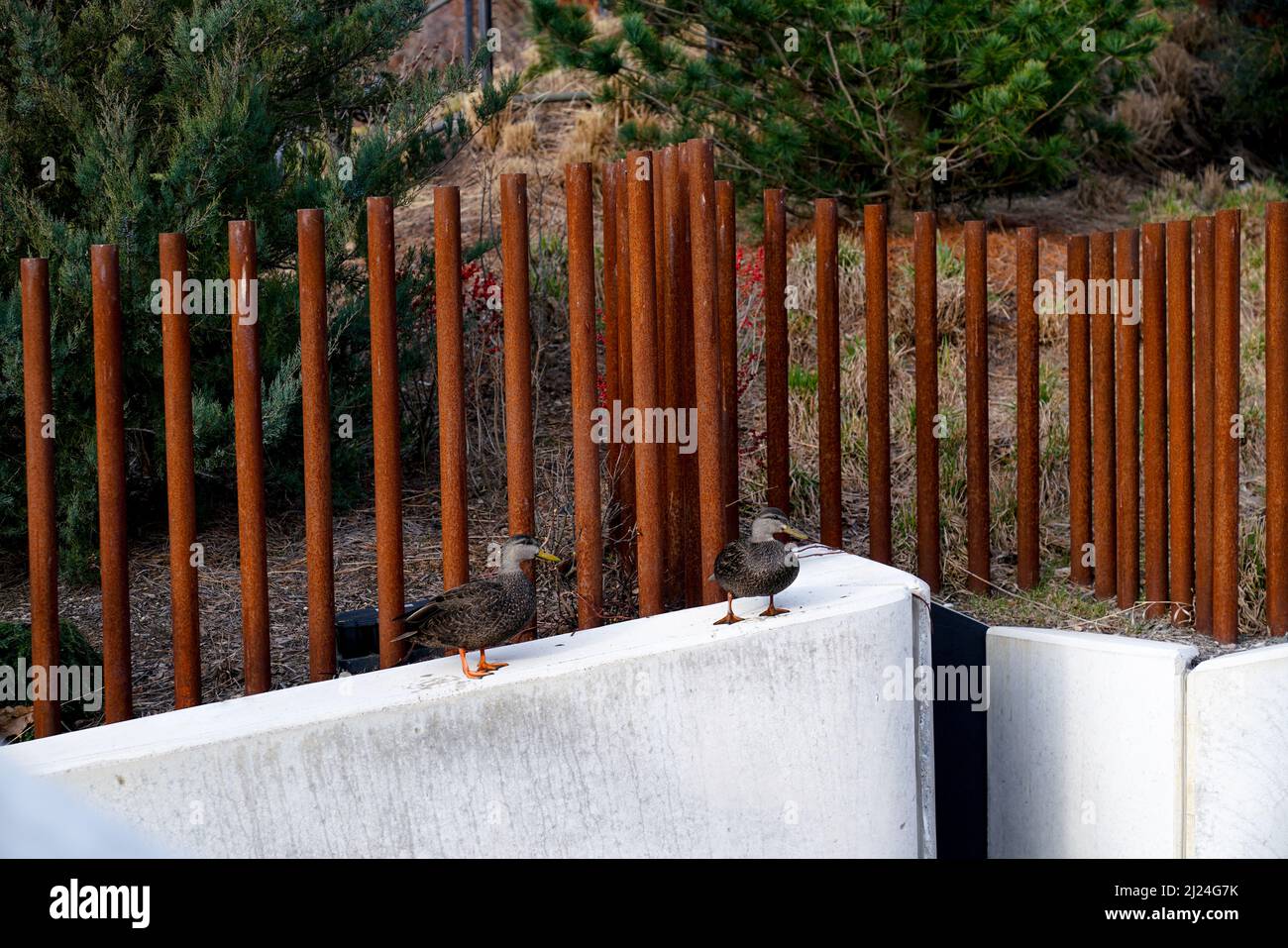 Little Island Park situato su strutture in cemento a forma di vaso, o tulipani, sommersi nel fiume Hudson, Pier 55, New York City. Foto Stock
