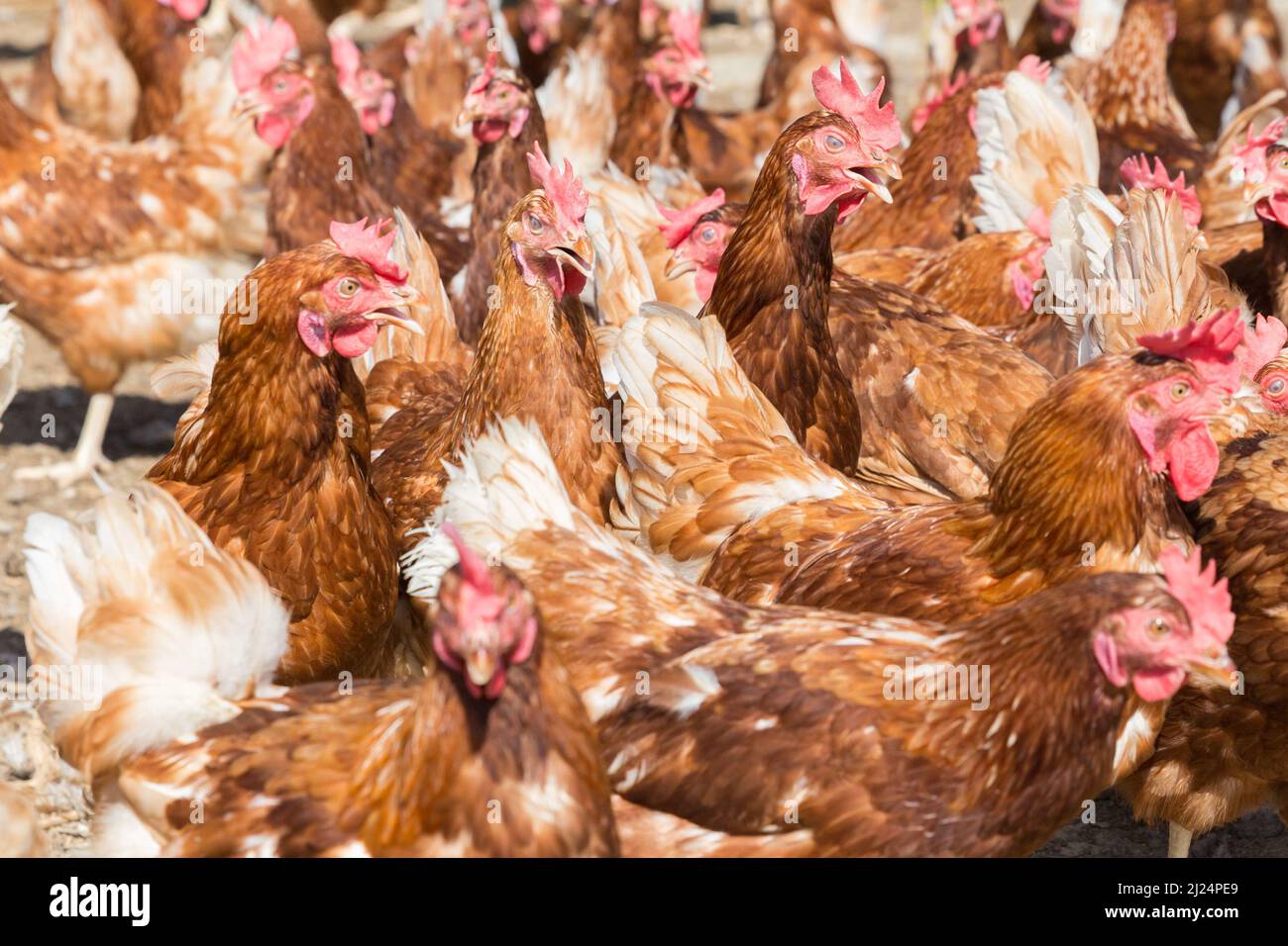 un sacco di galline ovaiole sane alla luce del sole in una fattoria Foto Stock
