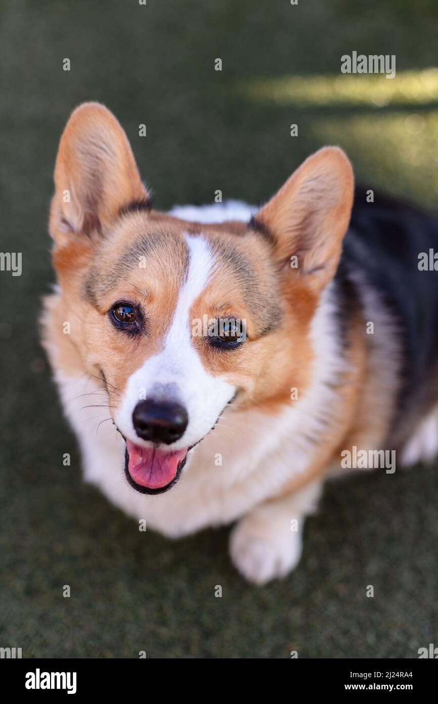 Pembroke gallese Corgi cane seduto in erba Foto Stock